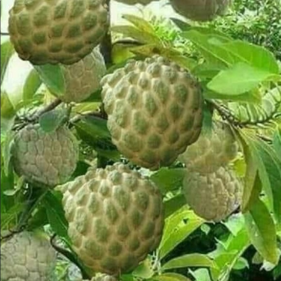 Meet your Posher, Ivilyn - Picture 10 of 11